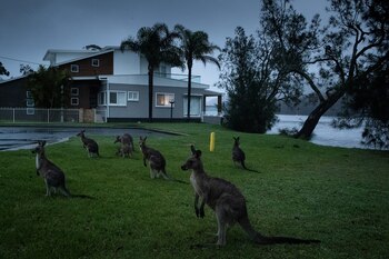 Canguros en Lake Conjola, Australia,