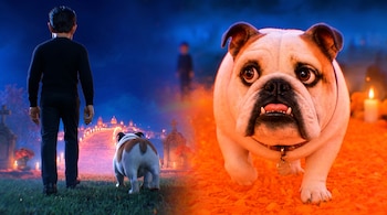 Escena dividida con un hombre y un bulldog caminando por un cementerio nocturno, y un primer plano del perro sobre pétalos de cempasúchil con velas.