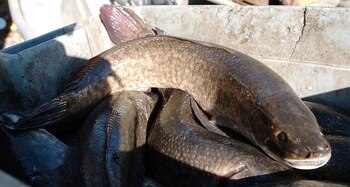 Solía venderse en tiendas de