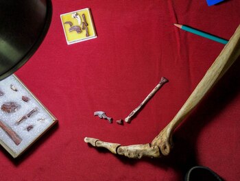 Restos de la pequeña pata