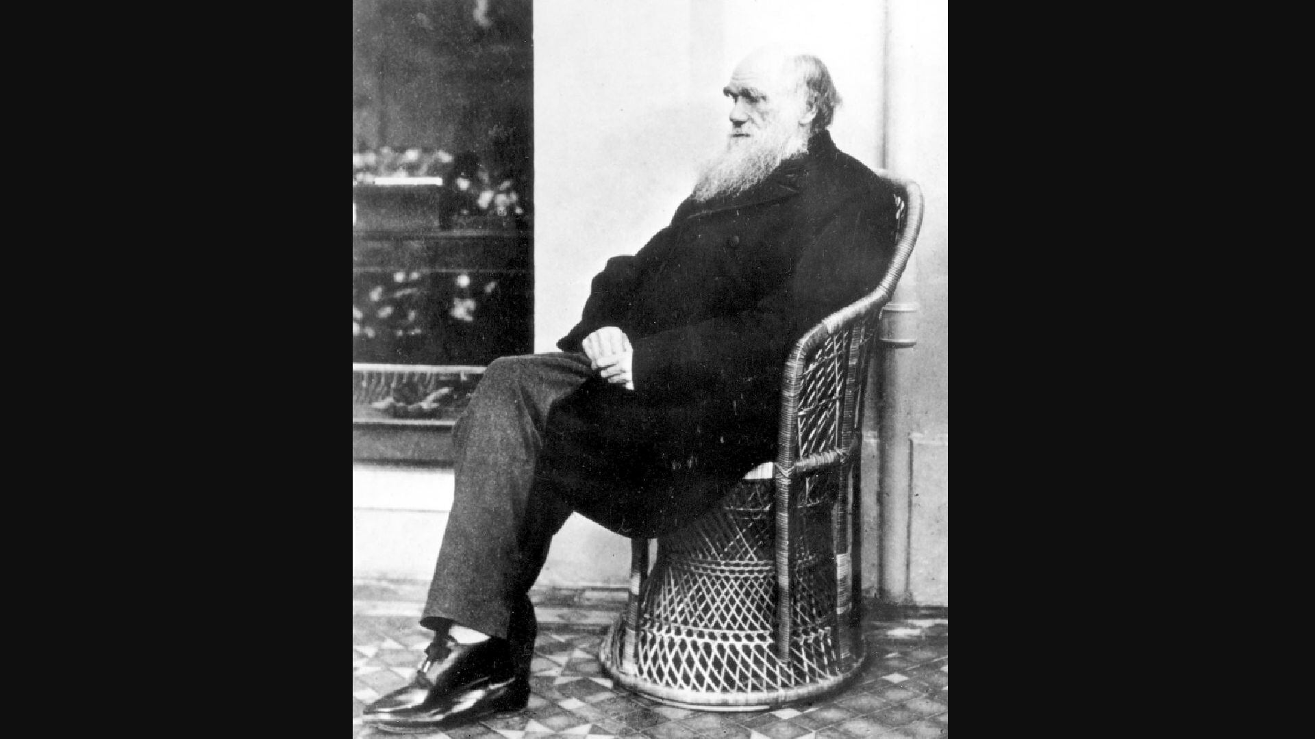 Darwin desafió el pensamiento estático de la biología del siglo XIX con su teoría de la evolución, revolucionando la ciencia (National Geographic)