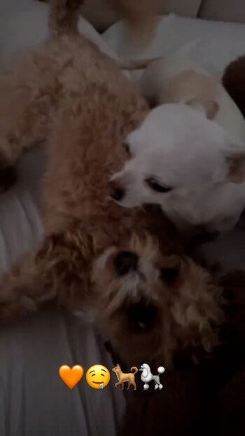 El pequeño caniche junto a