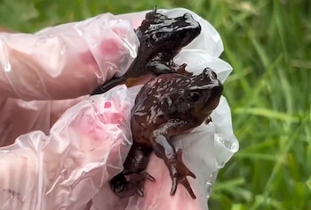 Un sapo pequeño de piel oscura y húmeda se encuentra entre briznas de hierba verde