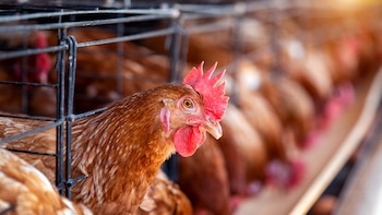 Rechazo vecinal y ecologista a una macrogranja con un millón de gallinas, la más grande de España: “Sería inviable seguir viviendo aquí”