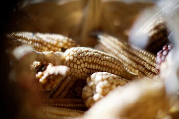 Mazorcas de maíz se ven