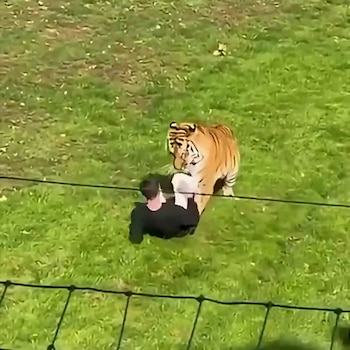 Hombre muere al ser atacado por un tigre