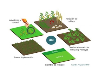 Refugios en cultivo de maíz