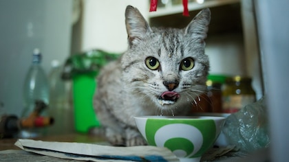 Por qué los gatos piden más comida si su plato está totalmente lleno