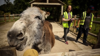 Los pacientes encuentran ayuda en la terapia con burros