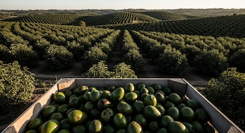 Vista aérea de una plantación de aguacates en Michoacán con hileras de árboles en colinas y una caja de madera llena de aguacates bajo la luz del atardecer.