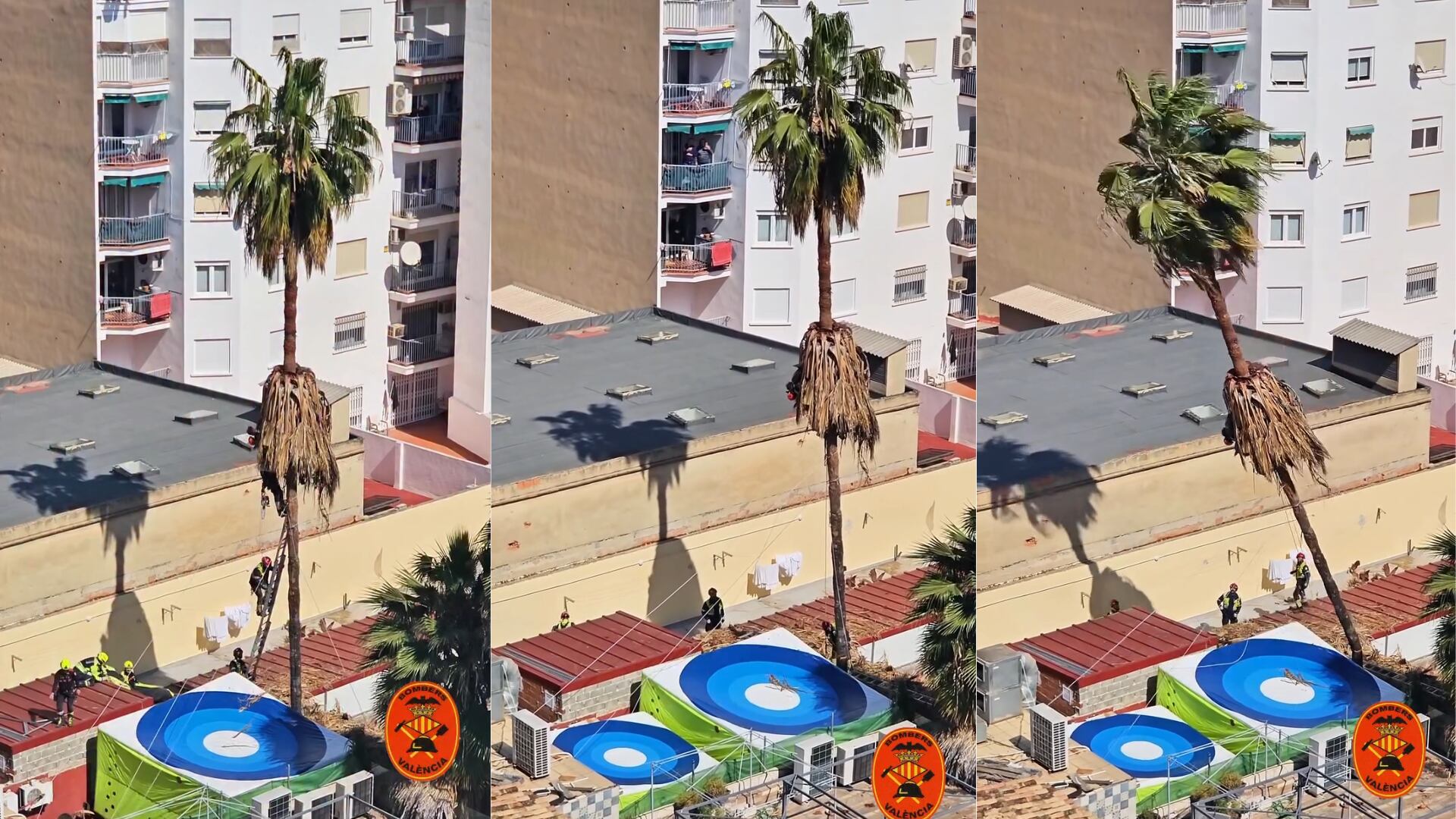 Los bomberos abatieron la palmera de 20 metros por un trabajador atrapado. Bomberos Valencia
