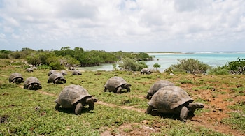 Varias tortugas gigantes avanzan sobre un prado verde cercano a la vegetación costera y una laguna de agua turquesa.