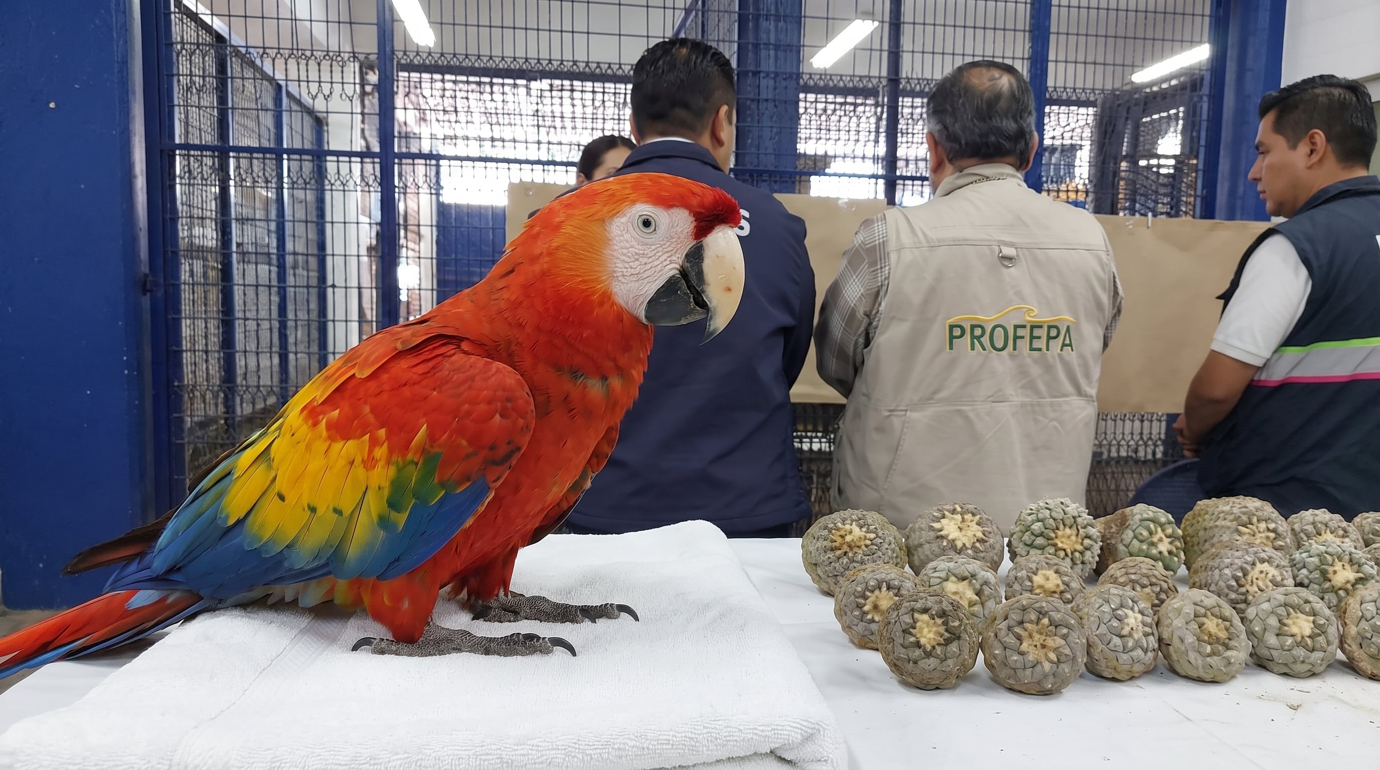 Una guacamaya roja sobre un paño blanco y plantas similares a peyote acompañan a personal de PROFEPA, que supervisa el procedimiento. (Imagen Ilustrativa Infobae)