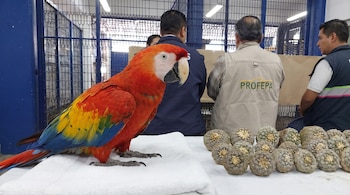 Una guacamaya roja sobre un paño blanco. Al fondo, personas, una de ellas con chaleco de PROFEPA, y varias plantas suculentas esféricas.