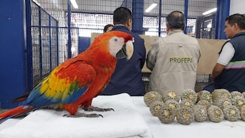 ¿Qué hacer si detectas venta ilegal de animales silvestres en redes sociales? Así puedes ayudar a proteger al medio ambiente