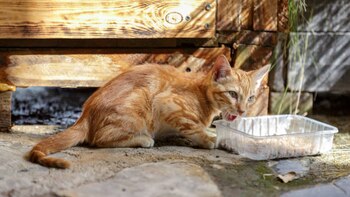 Maltrato animal: denuncian envenenamiento masivo