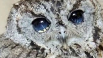 Zeus cautivó a miles de