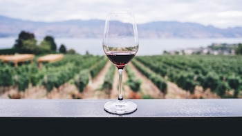Ribera y Rioja huyen del calor con viñedos a 1.000 metros de altura: “A más de 33 ºC, los vinos pierden acidez y ganan alcohol; el consumidor no quiere eso”