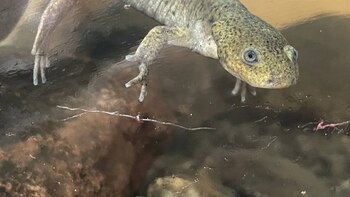 Abrieron en Álvaro Obregón el