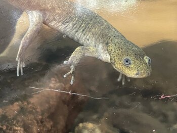 El ajolote de montaña se