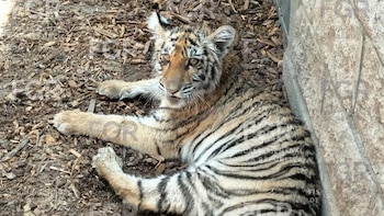 Un tigre de bengala y un cocodrilo: el hallazgo que desató operativo en residencial de Zapopan