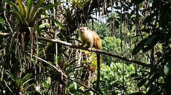 Primate pequeño de pelaje blanco, lomo pardo y cola larga posado en una rama delgada rodeada de plantas bromelias y hojas verdes.