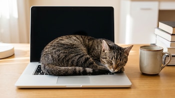 El comportamiento territorial de los gatos explica por qué se tumban sobre laptops