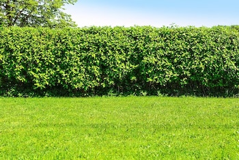 Jardín de una casa (Freepik)