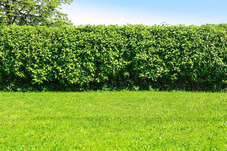 Jardín de una casa (Freepik)