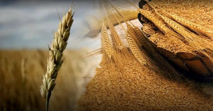 El trigo y la cebada, el 97,5 % y el 99% del área implantada, respectivamente, presentan condición de entre normal a excelente, indica el relevamiento semanal de la Bolsa de Cereales de Buenos Aires (Revista Chacra)