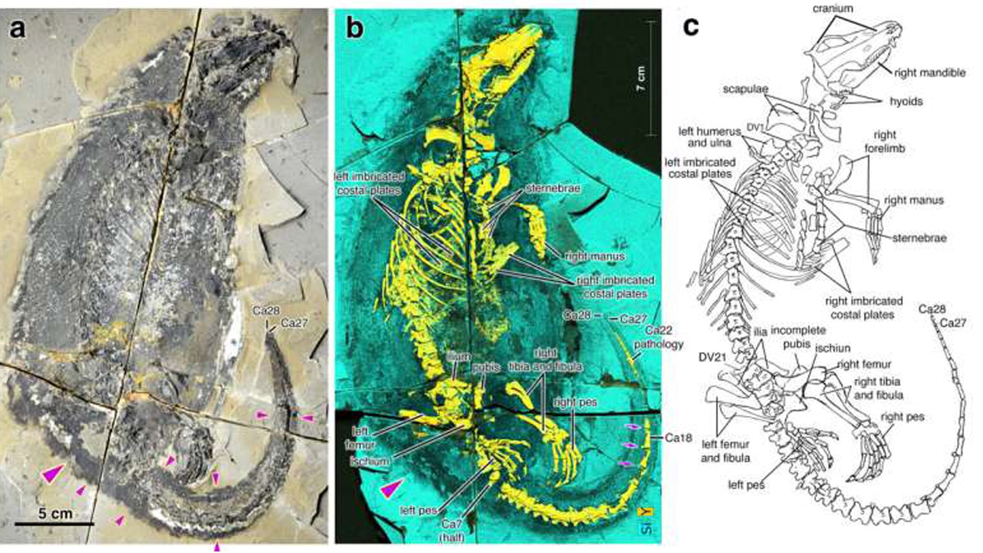 a) Fotografía del fósil. b) Imagen de fluorescencia de rayos X (el esqueleto se muestra en amarillo, los restos del pelaje y los tejidos blandos en gris oscuro y el sedimento circundante en turquesa). c) Diagrama con los huesos más importantes etiquetados. (Li et al., Nature)