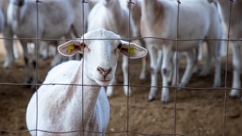 OPINIÓN: Crueldad animal en Hidalgo