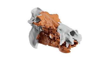 Así lucía el Hippopotamus creutzburgi,