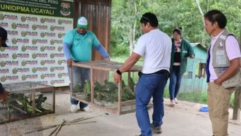 Autoridades rescatan 195 aves víctimas del tráfico ilegal de fauna silvestre en Ucayali.