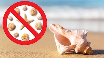 Esta es la razón por la que no debes recoger conchas y caracolas de la playa en tus vacaciones