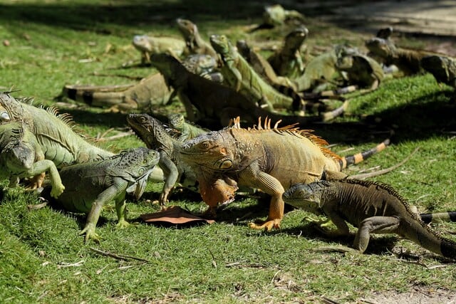 El parque tiene más de 800 iguanas - crédito Colprensa