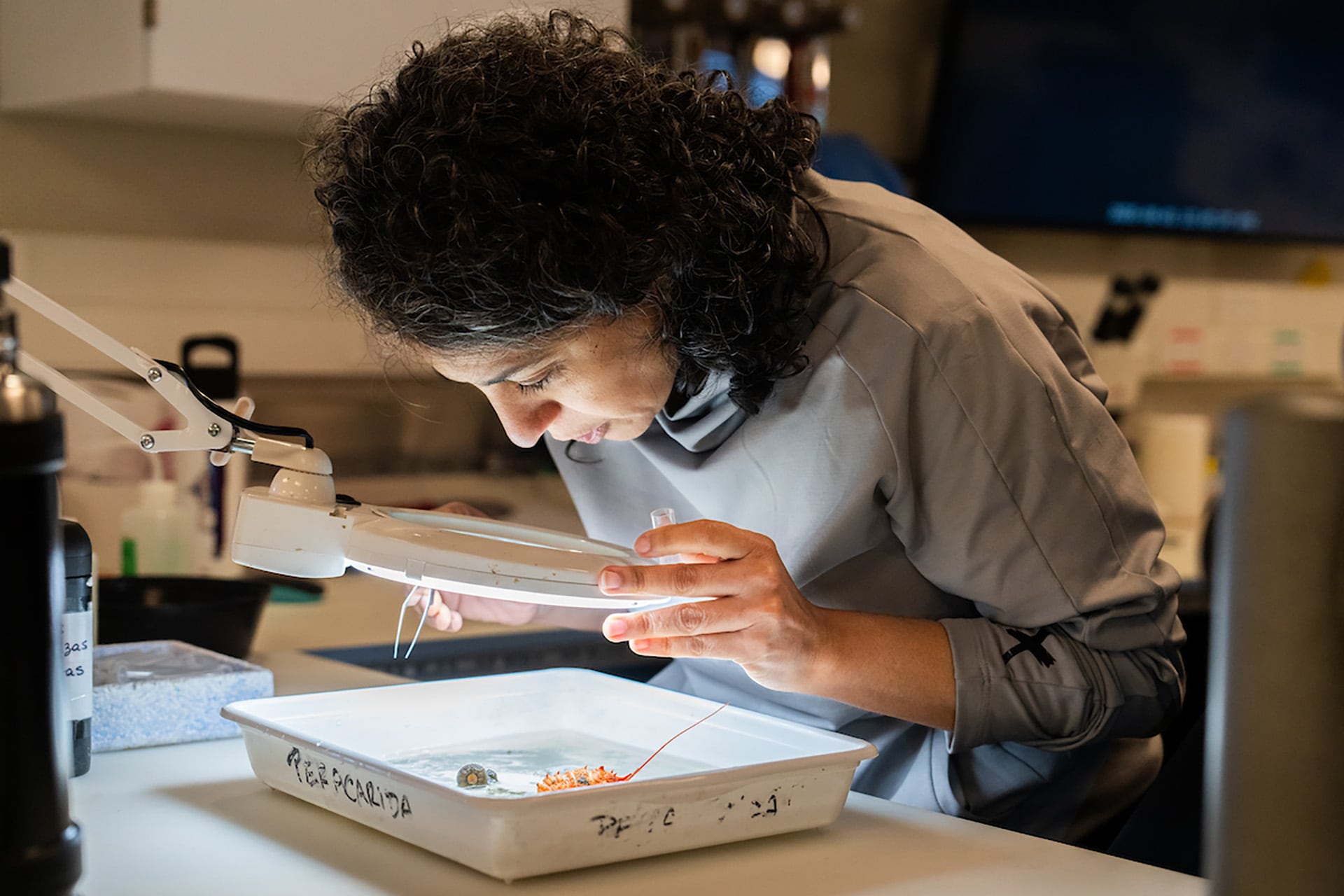 Brenda Doti, investigadora del CONICET trabaja con un ejemplar de crustáceo en el laboratorio principal del buque de investigación Falkor (Misha Vallejo Prut / Schmidt Ocean Institute)