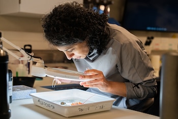 Brenda Doti, investigadora del CONICET trabaja con un ejemplar de crustáceo en el laboratorio principal del buque de investigación Falkor (Misha Vallejo Prut / Schmidt Ocean Institute)