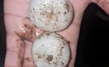 El tamaño del granizo que cayó en Rosario