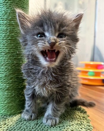 Gizmo el gato que tiene