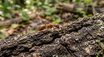 Una hormiga de color castaño rojizo camina sobre la corteza rugosa de un árbol con fondo verde desenfocado.