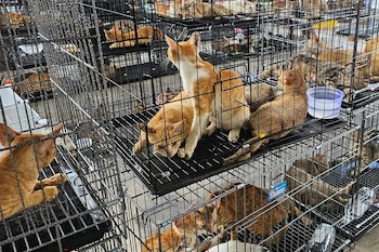 Los gatos incautados por la policía en una instalación de Ciudad Ho Chi Minh (AFP PHOTO/HUMANE WORLD FOR ANIMALS VIETNAMS)