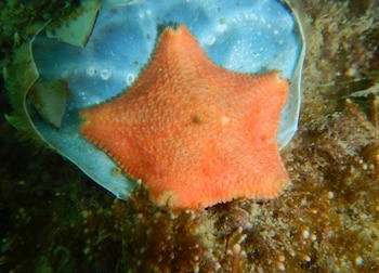 La Asterina fimbriata, protagonista del