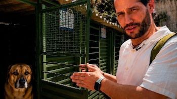 Diputado de Antioquia denunció presuntas condiciones de maltrato para los perros de vigilancia de la Alcaldía de Medellín: “No pueden ser tratados como simples herramientas”