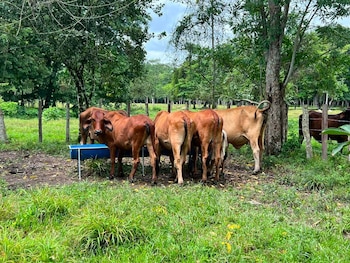 Las lluvias recientes elevaron la humedad del suelo por encima del 75% en 193 municipios del centro y sur de Guatemala.