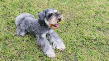 Imagen de un Schnauzer miniatura
