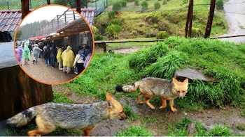 Run Run y su familia