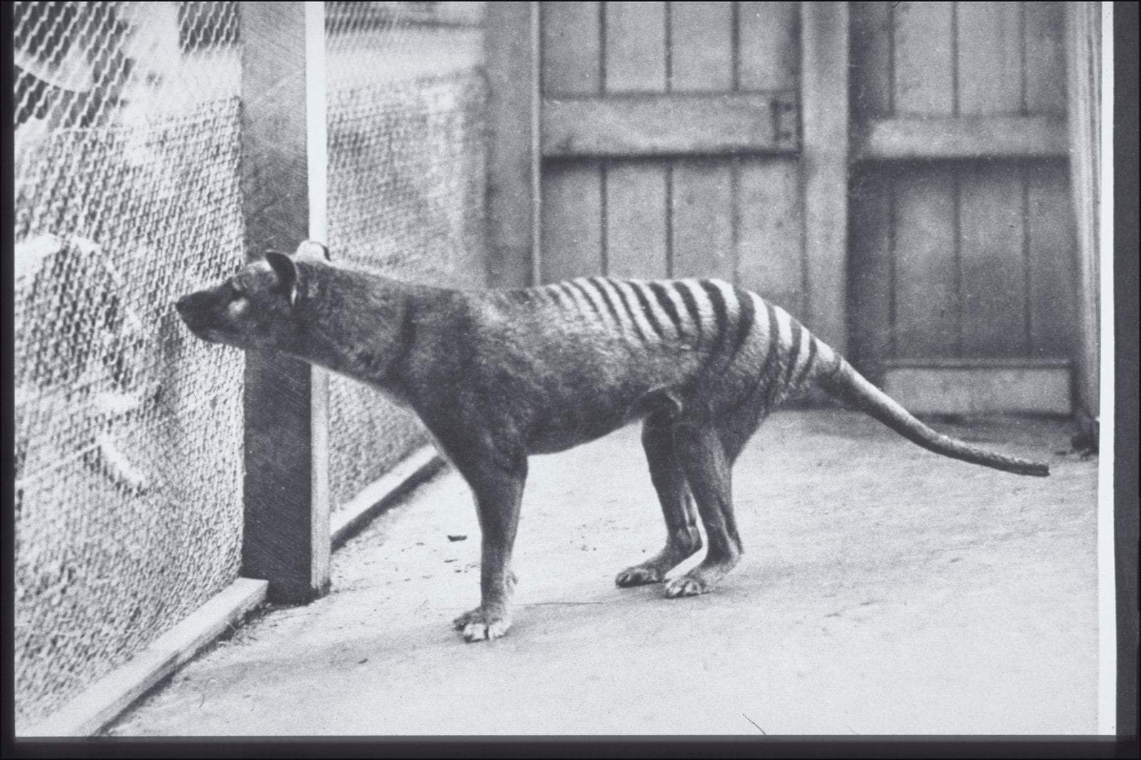 Tilacino o tigre de Tasmania en el zoológico Hobart. (Harry Burrell/Wikimedia Commons)