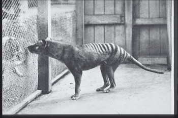 Tilacino o tigre de Tasmania en el zoológico Hobart. (Harry Burrell/Wikimedia Commons)