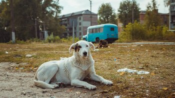 Los perros de Chernóbil “ya